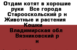 Отдам котят в хорошие руки - Все города, Старооскольский р-н Животные и растения » Кошки   . Владимирская обл.,Вязниковский р-н